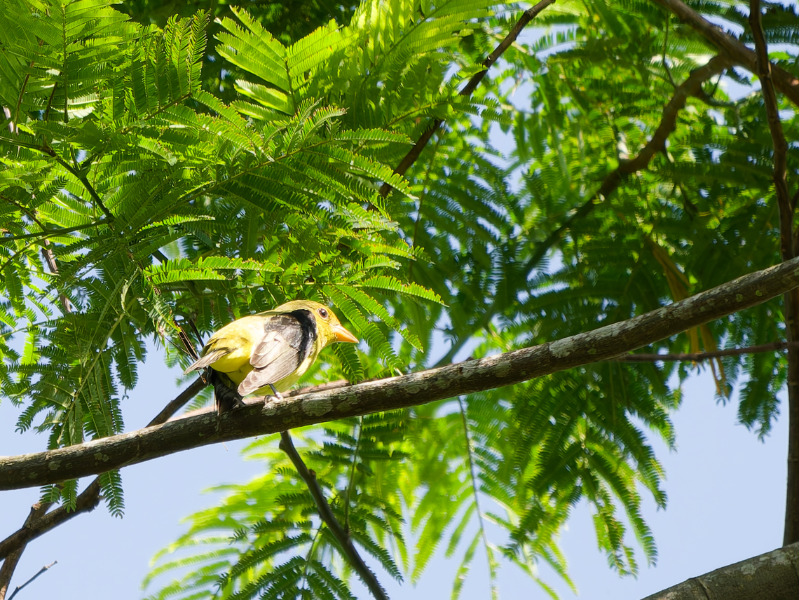 Hepatic Tanager missing female Geotagged,Hepatic tanager,Peru,Piranga flava,Spring