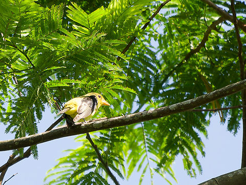 Hepatic Tanager missing female Geotagged,Hepatic tanager,Peru,Piranga flava,Spring