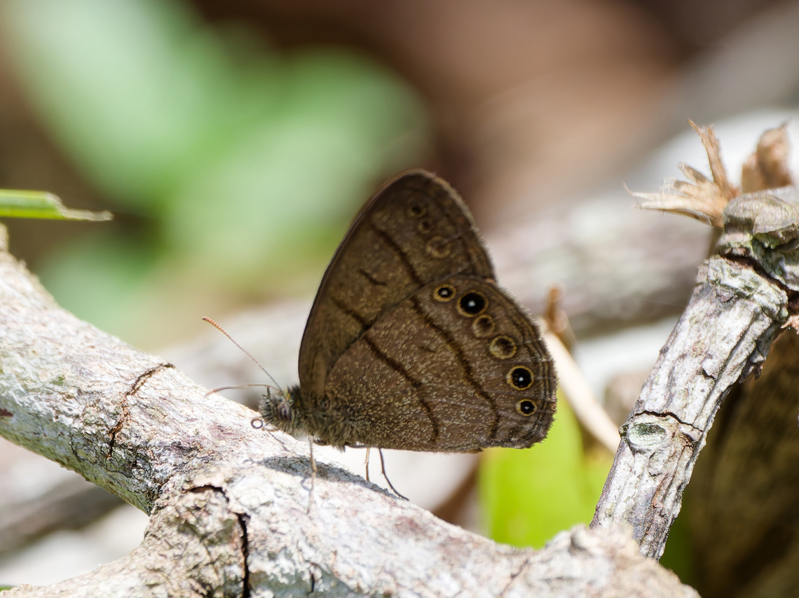 Hermeuptychia hermes Butterfly  Geotagged,Hermeuptychia hermes,Hermeuptychia_hermes,Peru,Spring