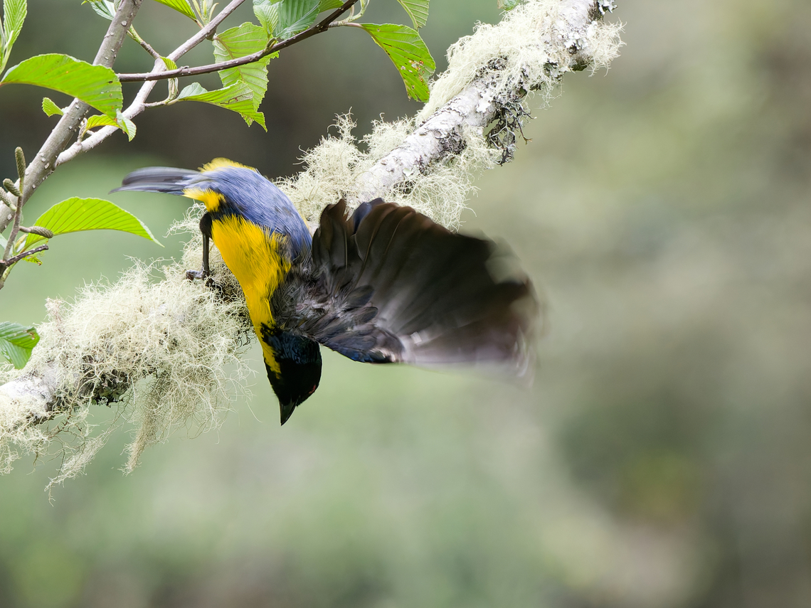 Hooded Mountain Tanager  Buthraupis montana,Geotagged,Hooded mountain tanager,Peru,Spring