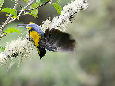 Hooded Mountain Tanager  Buthraupis montana,Geotagged,Hooded mountain tanager,Peru,Spring