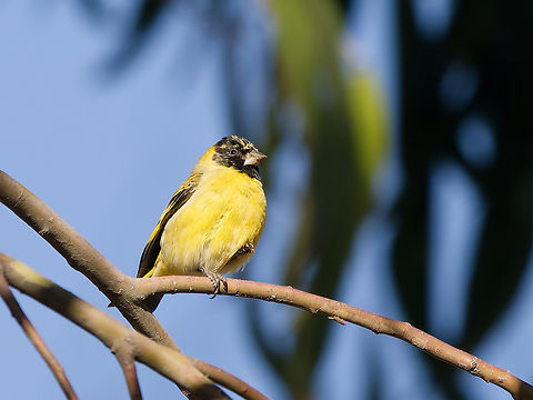 Hooded Siskin molting Geotagged,Hooded siskin,Peru,Spinus magellanicus,Spring