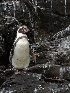 Humbold Penguin  Geotagged,Humboldt Penguin,Peru,Spheniscus humboldti,Spring