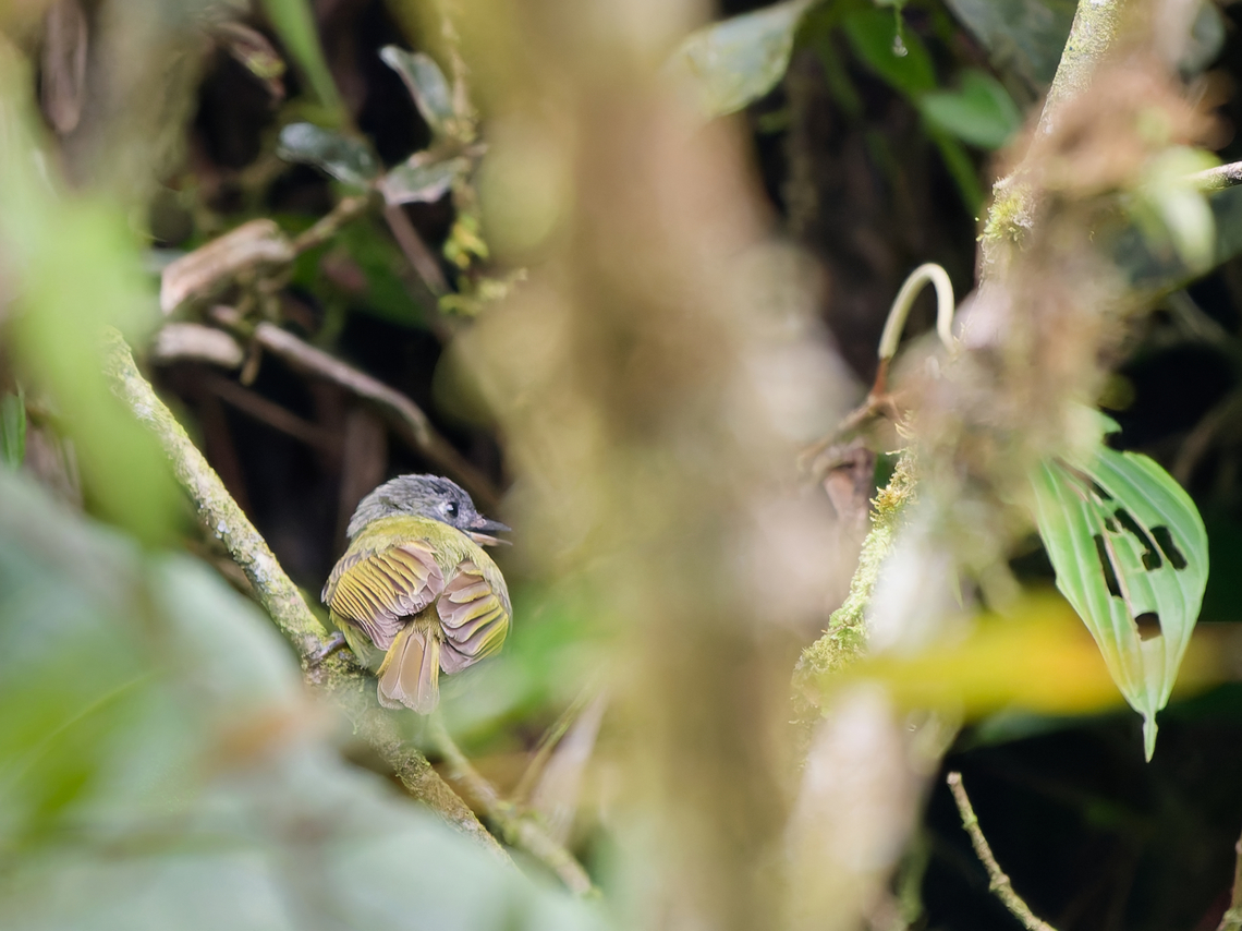 Inca Flycatcher  Endemic species,Geotagged,Inca flycatcher,Leptopogon taczanowskii,Peru,Spring