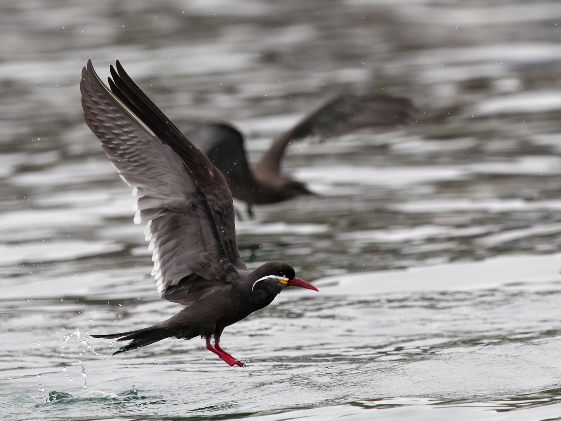 Inca Tern  Geotagged,Inca Tern,Larosterna inca,Peru,Spring