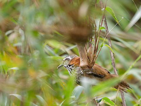 Inca Wren  Endemic species,Geotagged,Inca wren,Peru,Pheugopedius eisenmanni,Spring