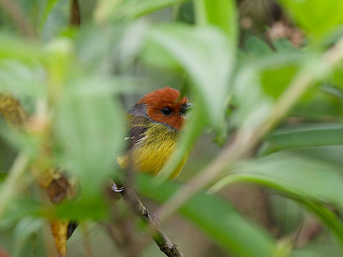Johnson's Tody-Flycatcher  Endemic species,Geotagged,Lulus tody-flycatcher,Peru,Poecilotriccus luluae,Spring