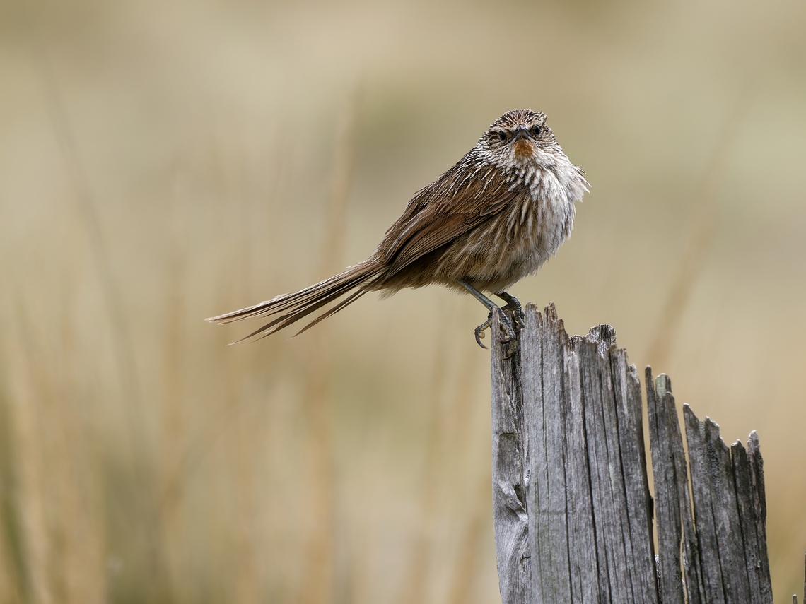 Junin Canestero  Asthenes virgata,Endemic species,Geotagged,Jun&iacute;n canastero,Peru,Spring