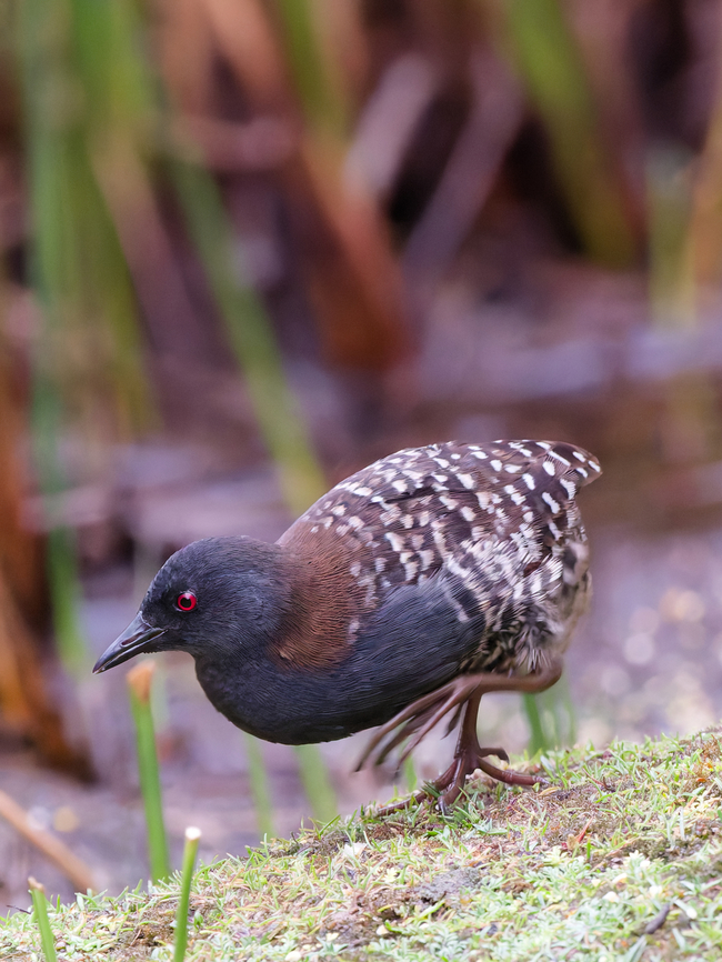 Junin Rail  Endemic species,Geotagged,Junin rail,Laterallus jamaicensis tuerosi,Peru,Spring