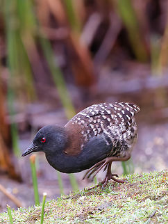 Junin Rail  Endemic species,Geotagged,Junin rail,Laterallus jamaicensis tuerosi,Peru,Spring
