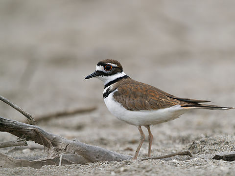 Killdeer  Charadrius vociferus,Geotagged,Killdeer,Peru,Spring