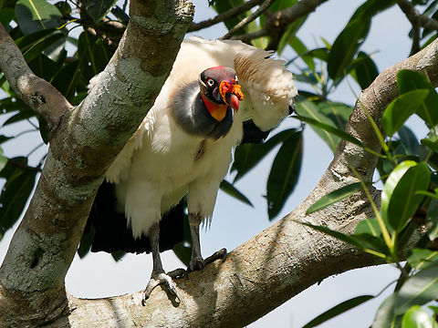 King Vulture  Geotagged,King vulture,Peru,Sarcoramphus papa,Spring