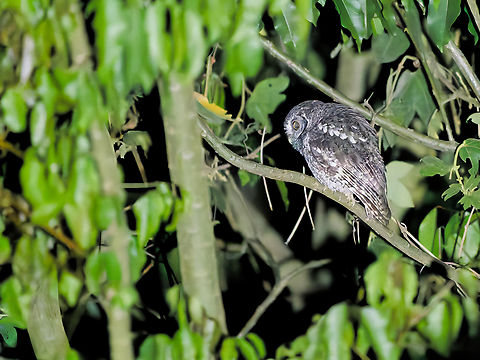 Koepcke's Screech-Owl taken with camera flash, red eyes corrected Geotagged,Koepcke's screech owl,Megascops koepckeae,Peru,Spring