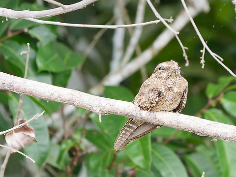 Ladder-tailed Nightjar from the canoo Geotagged,Hydropsalis climacocerca,Ladder-tailed Nightjar,Peru,Spring