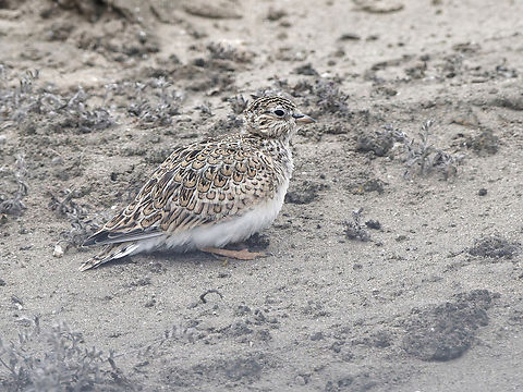 Least Seedsnipe missing female Geotagged,Least seedsnipe,Peru,Spring,Thinocorus rumicivorus
