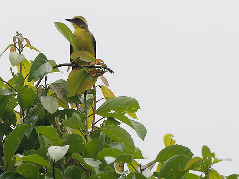 Lemon-browed Flycatcher  Conopias cinchoneti,Geotagged,Lemon-browed flycatcher,Peru,Spring