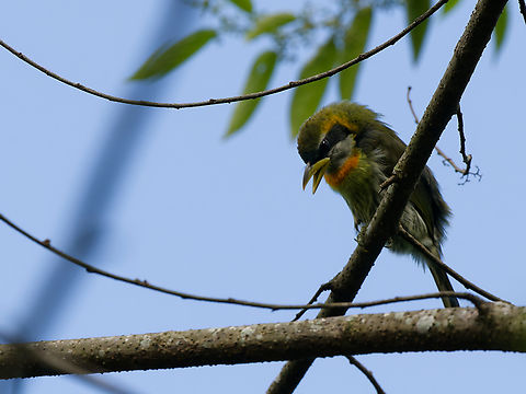 Lemon-throated Barbet missing female Eubucco richardsoni,Geotagged,Lemon-throated barbet,Peru,Spring