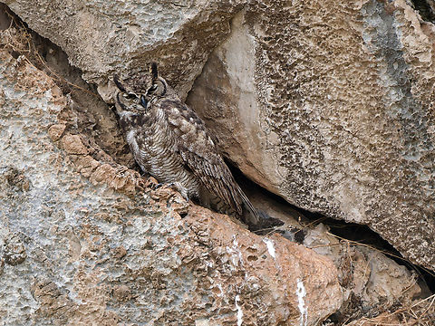 Lesser Horned Owl  Bubo magellanicus,Geotagged,Lesser horned owl,Peru,Spring