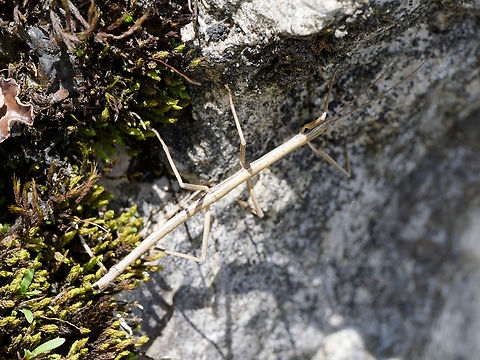 Libethra sp. Stick Insect Libethra phasmida species to be determined  Geotagged,Peru,Spring,phasmida