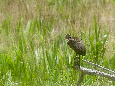 Limpkin  Aramus guarauna,Geotagged,Limpkin,Peru,Spring
