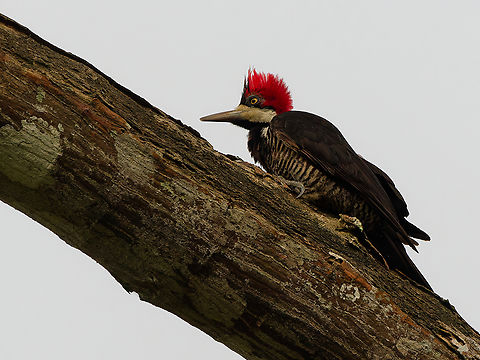 Lineated Woodpecker  Dryocopus lineatus,Geotagged,Lineated Woodpecker,Peru,Spring
