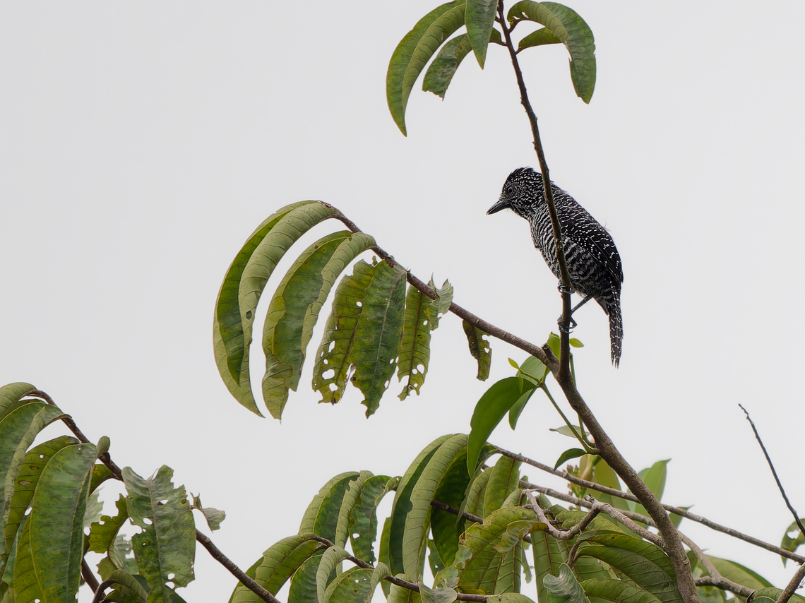 Lined Antshrike  Geotagged,Lined antshrike,Peru,Spring,Thamnophilus tenuepunctatus