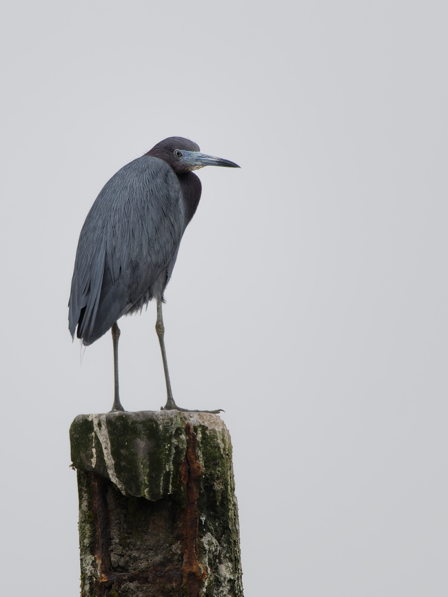 Little Blue Heron  Egretta caerulea,Geotagged,Little blue heron,Peru,Spring