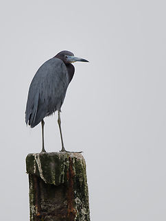 Little Blue Heron  Egretta caerulea,Geotagged,Little blue heron,Peru,Spring