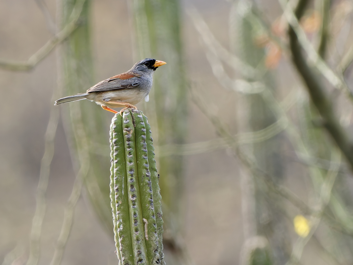 Little Inca Finch  Endemic species,Geotagged,Incaspiza watkinsi,Little Inca finch,Peru,Spring
