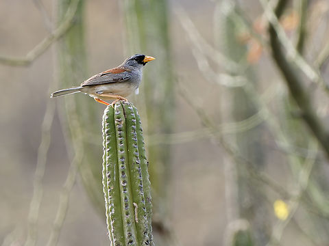 Little Inca Finch  Endemic species,Geotagged,Incaspiza watkinsi,Little Inca finch,Peru,Spring
