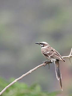 Long-tailed mockingbird