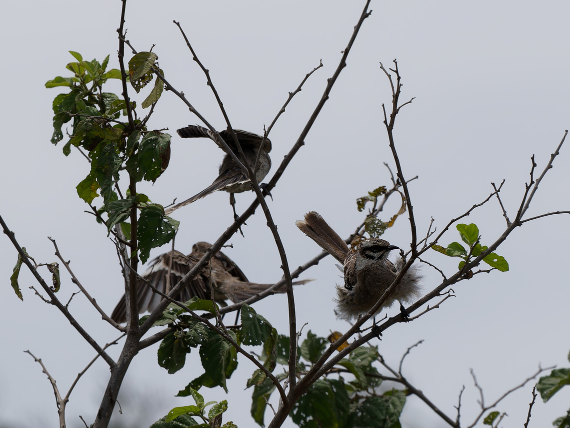 Long-tailed Mockingbirds some more action with these ones Geotagged,Long-tailed mockingbird,Mimus longicaudatus,Peru,Spring