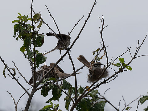Long-tailed Mockingbirds some more action with these ones Geotagged,Long-tailed mockingbird,Mimus longicaudatus,Peru,Spring
