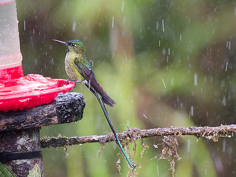 Long-tailed Sylph "I'm sitting in the rain, I'm hungry again" Aglaiocercus kingii,Geotagged,Long-tailed sylph,Peru,Spring