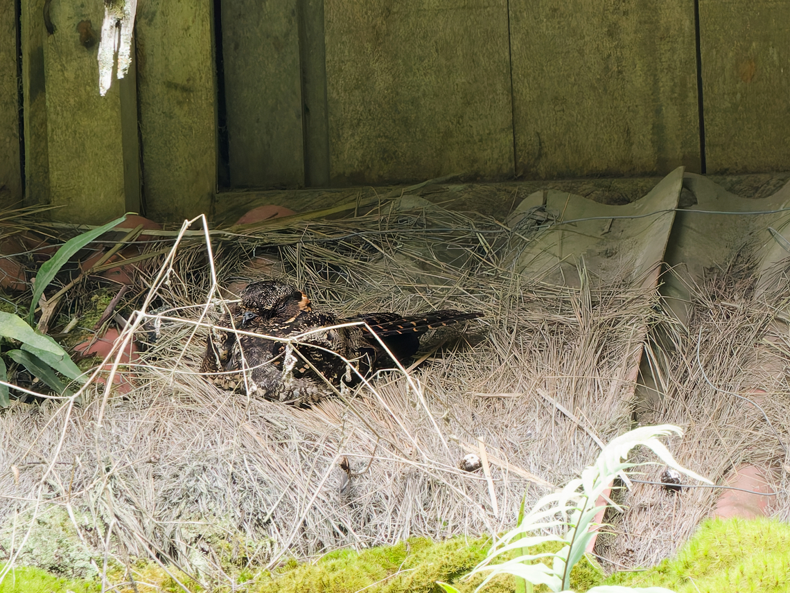 Lyre-tailed Nightjar long-distance shot across the river to show the structure of the tail Geotagged,Lyre-tailed nightjar,Peru,Spring,Uropsalis lyra