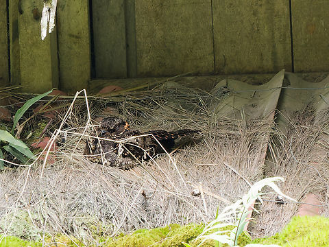 Lyre-tailed Nightjar long-distance shot across the river to show the structure of the tail Geotagged,Lyre-tailed nightjar,Peru,Spring,Uropsalis lyra