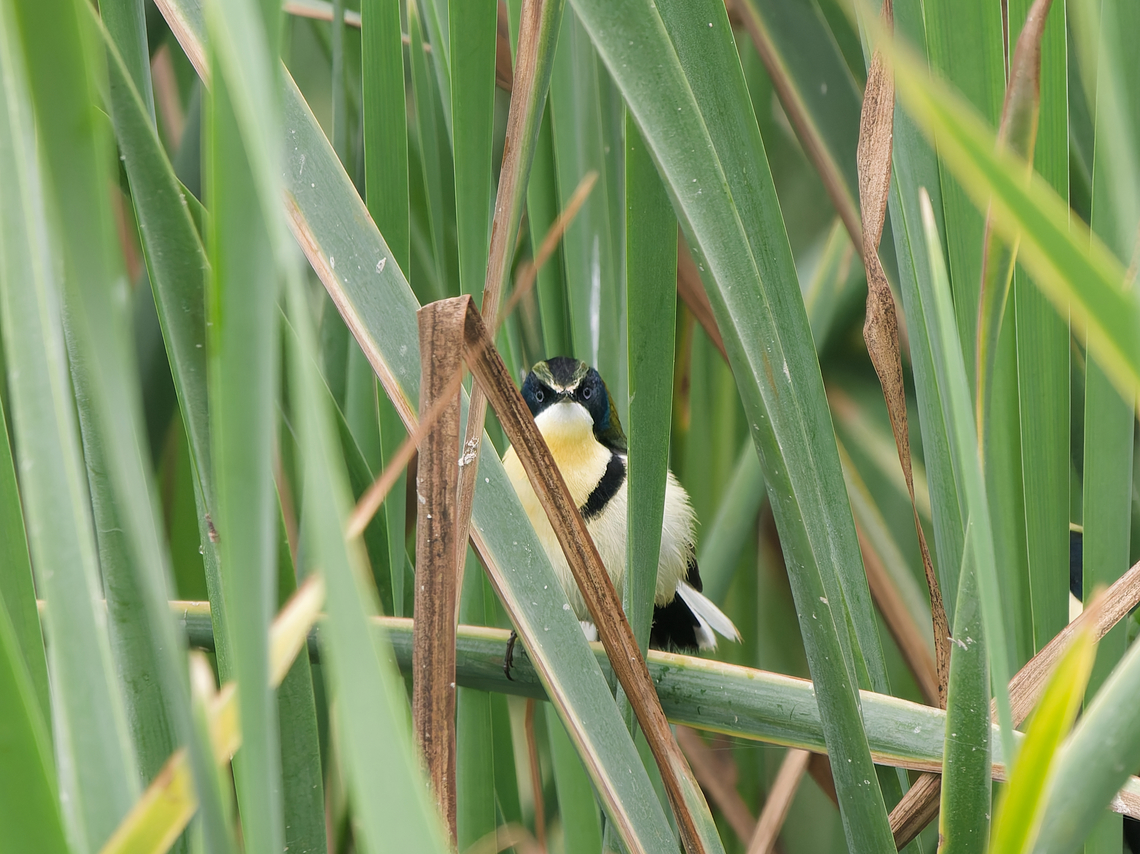 Many-coloured Rush-Tyrant  Geotagged,Many-colored rush tyrant,Peru,Spring,Tachuris rubrigastra