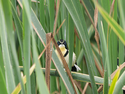 Many-coloured Rush-Tyrant  Geotagged,Many-colored rush tyrant,Peru,Spring,Tachuris rubrigastra