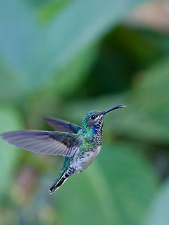 Many-spotted Hummingbird  Geotagged,Many-spotted hummingbird,Peru,Spring,Taphrospilus hypostictus