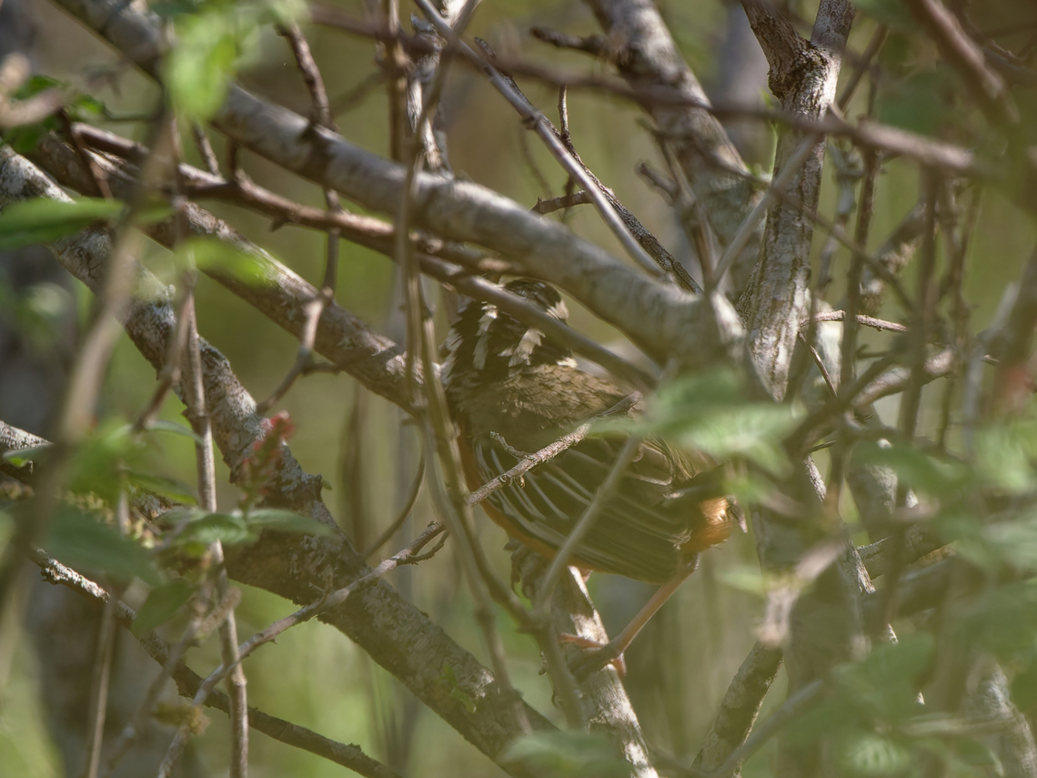 Maranon Crescentchest haven&#039;t been so lucky as Thibaud with his one, mine did not cooperate but remained hideous. Barely some features discernible, pitty. Geotagged,Marañón crescentchest,Melanopareia maranonica,Peru,Spring,near endemic