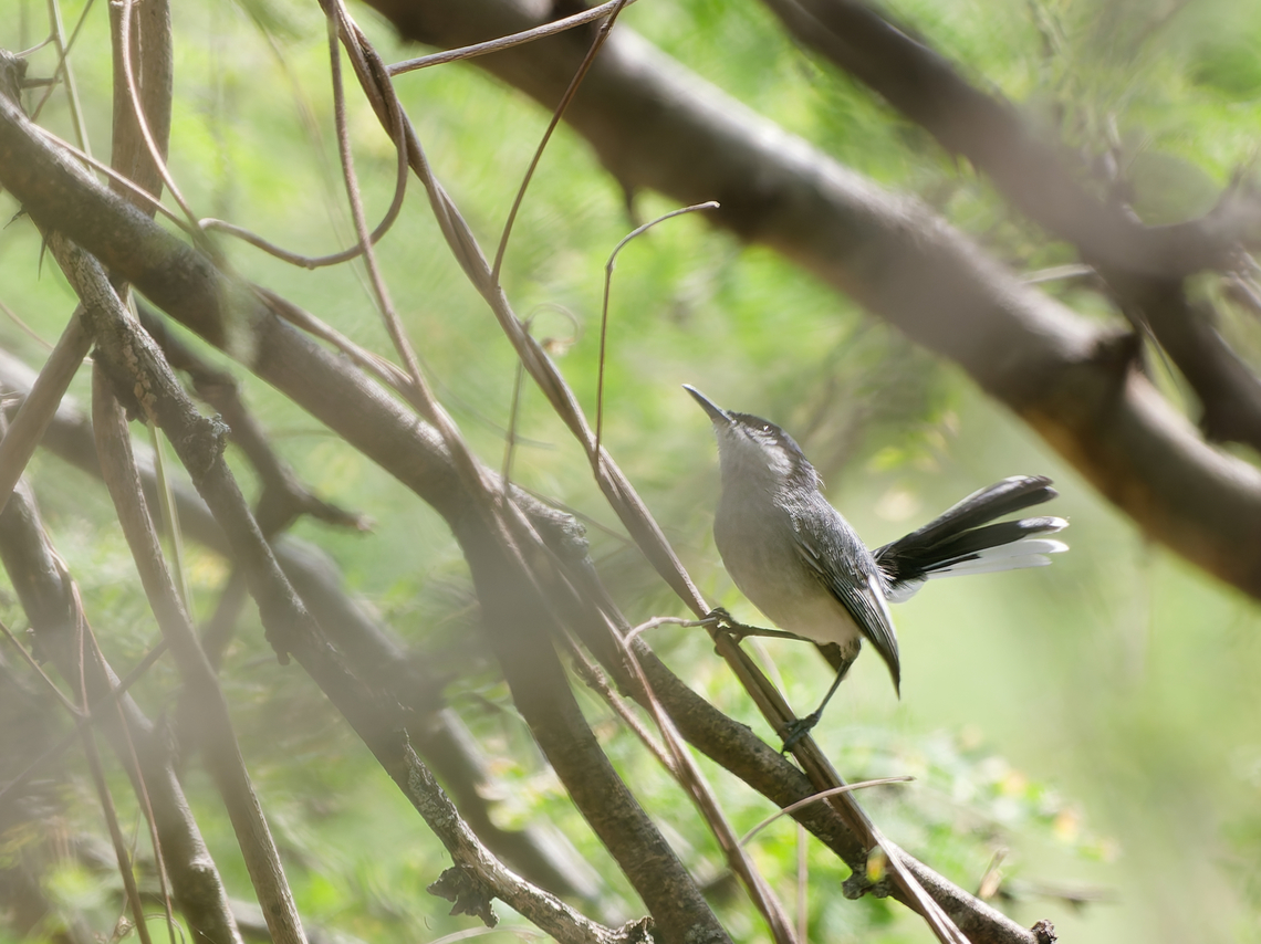 Maranon Gnatcatcher  Endemic species,Geotagged,Mara&ntilde;on Gnatcatcher,Peru,Polioptila maior,Spring