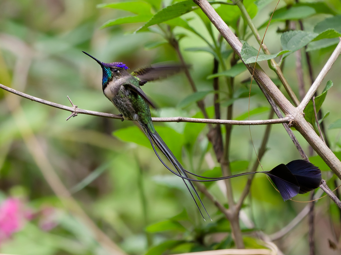 Marvelous Spatuletail this species is way to beautiful to be represented in the jungle by only two photos! <br />
Try that one: half-close the eyes, flap wings and then ... Endemic species,Geotagged,Loddigesia mirabilis,Marvelous spatuletail,Peru,Spring