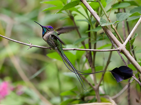 Marvelous Spatuletail this species is way to beautiful to be represented in the jungle by only two photos! 
Try that one: half-close the eyes, flap wings and then ... Endemic species,Geotagged,Loddigesia mirabilis,Marvelous spatuletail,Peru,Spring