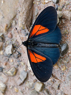Actinote tenebrosa Schmetterling cp. https://ecuador.inaturalist.org/taxa/809601-Actinote-tenebrosa Actinote tenebrosa,Geotagged,Peru,Spring