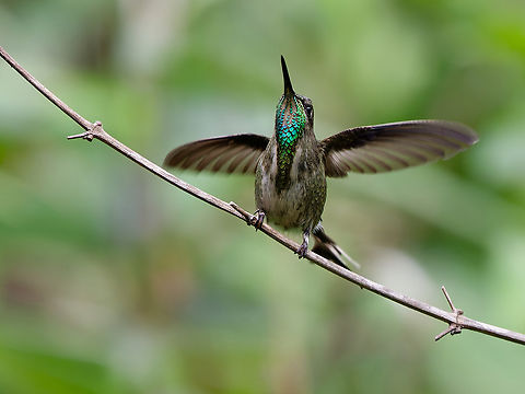 Marvelous Spatuletail juvenile juvenile Geotagged,Loddigesia mirabilis,Marvelous spatuletail,Peru,Spring