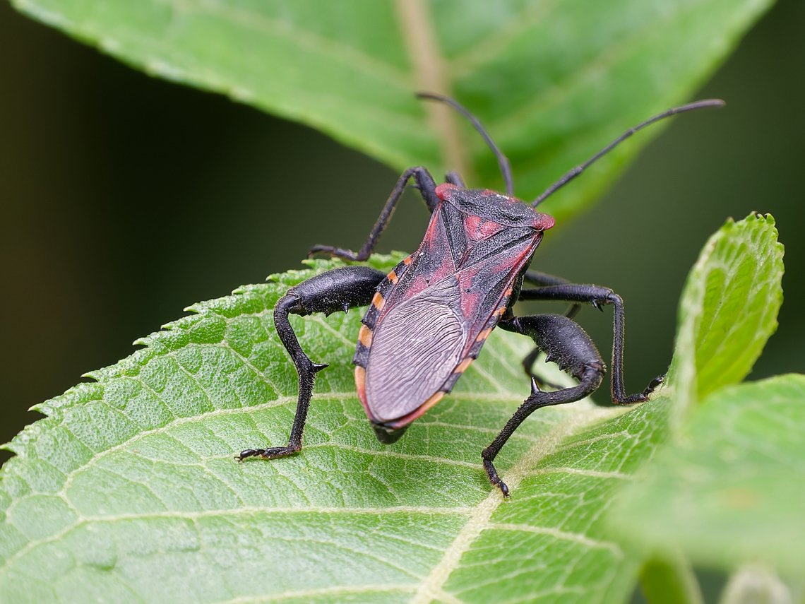 Piezogaster rubropictus Lederwanze  Geotagged,Peru,Piezogaster rubropictus,Spring