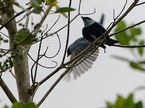 Masked Tanager  Geotagged,Masked tanager,Peru,Spring,Stilpnia nigrocincta