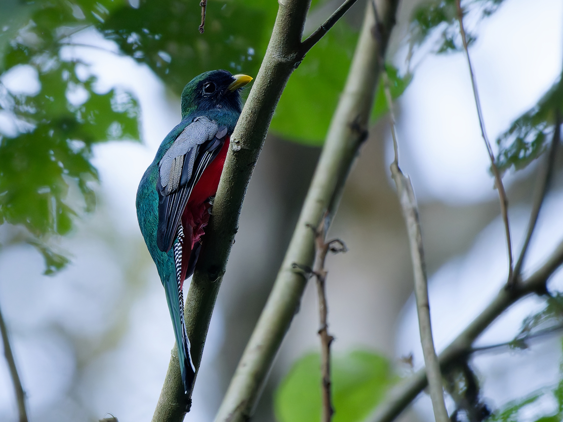 Masked Trogon  Geotagged,Masked trogon,Peru,Spring,Trogon personatus