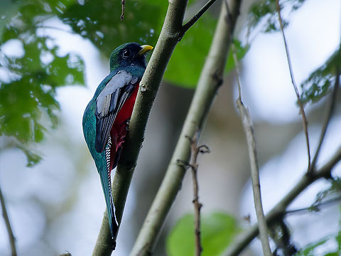 Masked Trogon  Geotagged,Masked trogon,Peru,Spring,Trogon personatus