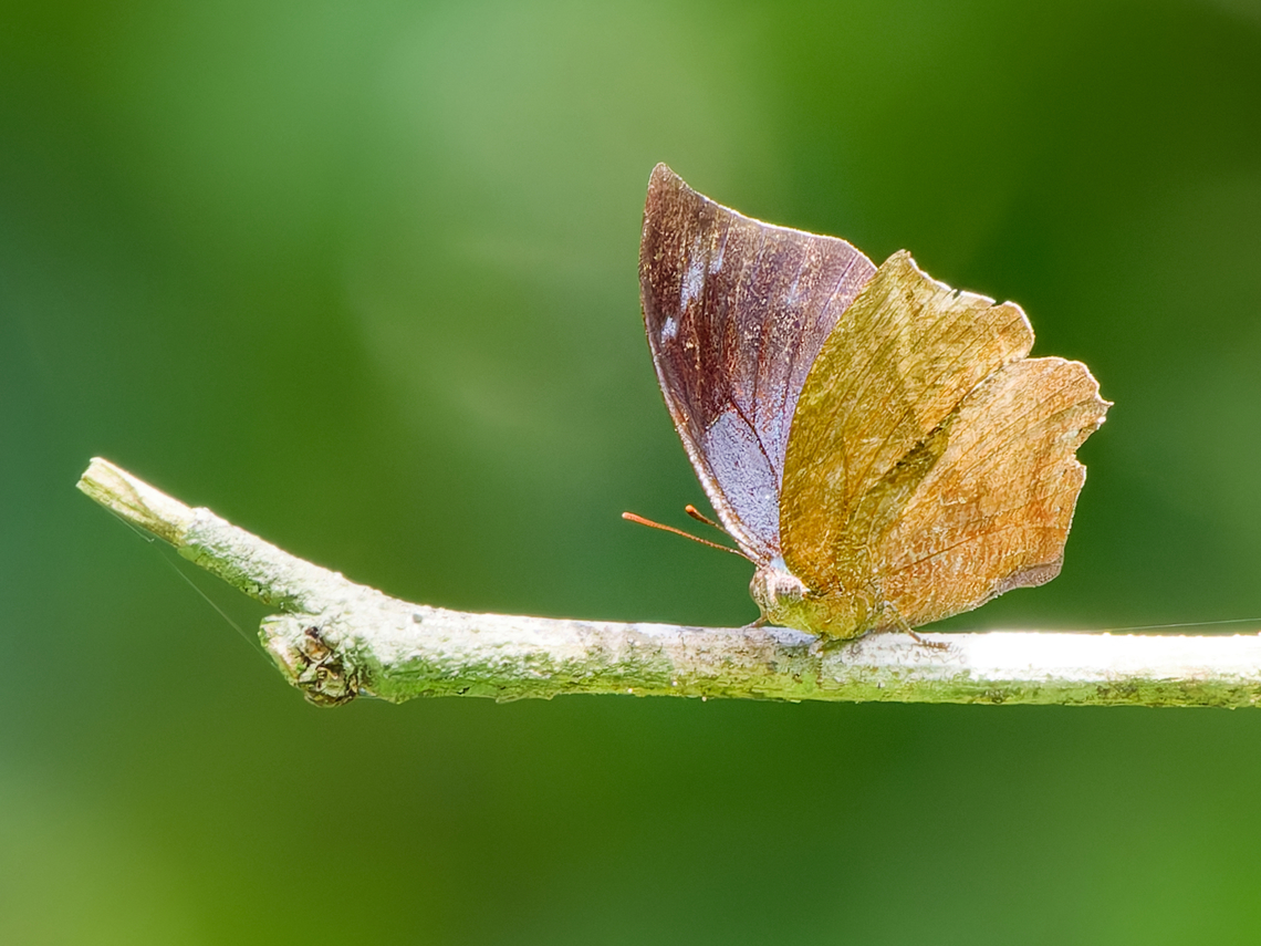 Memphi praxias Butterfly  Geotagged,Memphis praxias,Peru,Spring